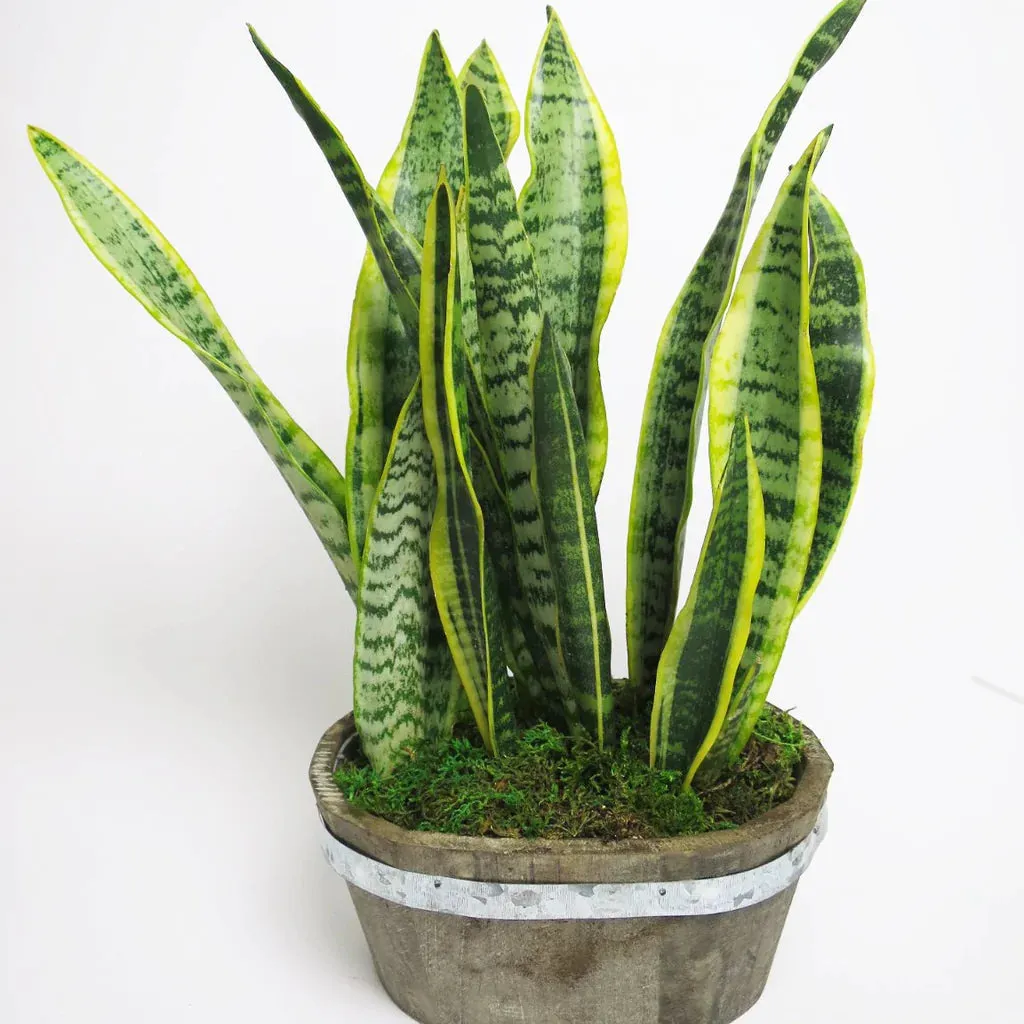 Snake Plant™