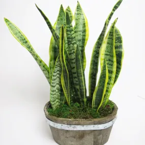 Snake Plant™
